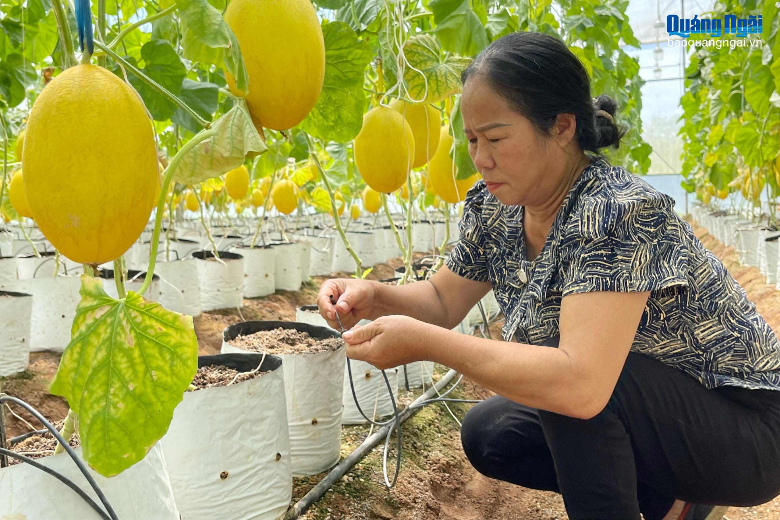 Vườn dưa lưới của bà Dung trĩu quả.